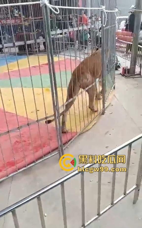 山西运城大年初三狮子突然发疯当街撕咬活人 驯兽师狂揍都没用 死咬不松口！-2