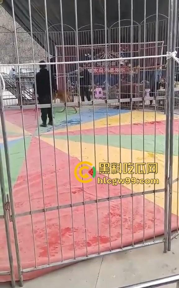 山西运城大年初三狮子突然发疯当街撕咬活人 驯兽师狂揍都没用 死咬不松口！-3