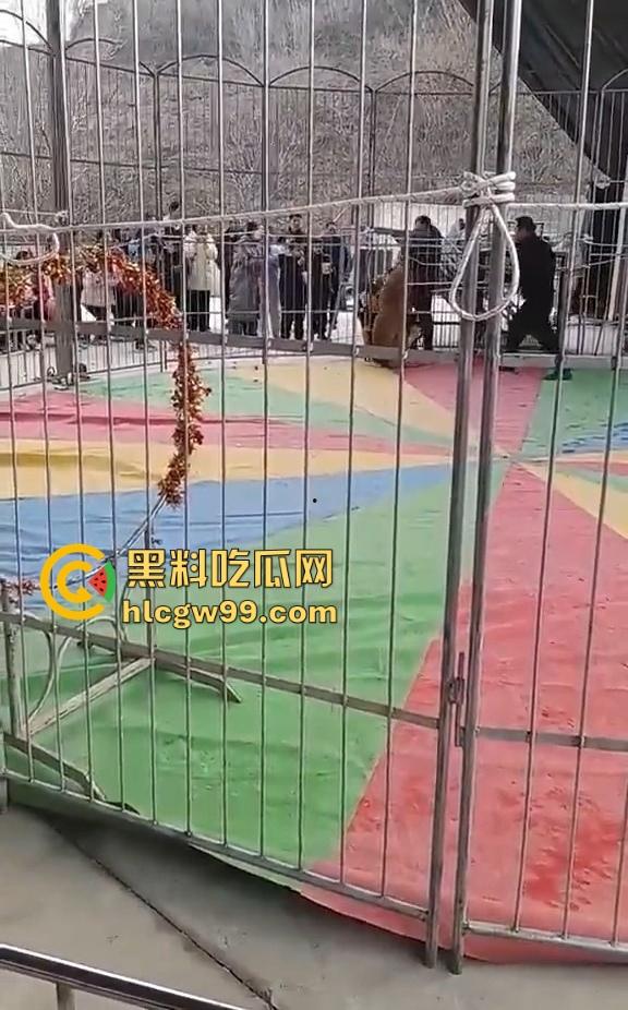 山西运城大年初三狮子突然发疯当街撕咬活人 驯兽师狂揍都没用 死咬不松口！-4
